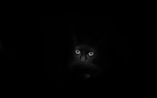 Black cat blue eyes creepy - surrealism free wallpaper