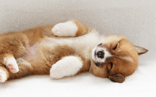 Dog laying back cute jigsaw - its back free wallpaper for desktop