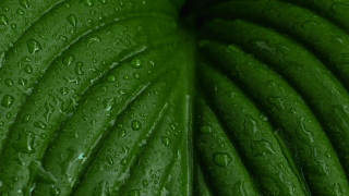 Green leaf water droplets black 10 - a green leaf free wallpaper