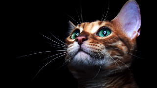 Cat green eyes looking up - symmetrical eye free wallpaper