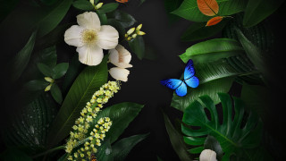 Blue butterfly green plant white - white flower free wallpaper