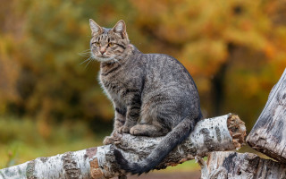 Cat branch forest blurry photorealistic - the background and a blurry background free wallpaper