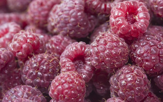 Raspberries water droplets macro closeup 3 - raspberry free wallpaper