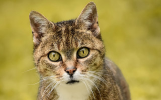 Cat green eyes grass background - green eye free wallpaper for desktop
