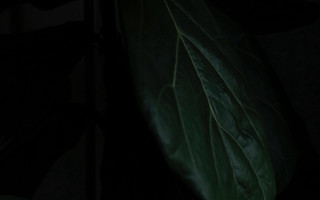 Green leaf dark cave raytraced - a white light free wallpaper