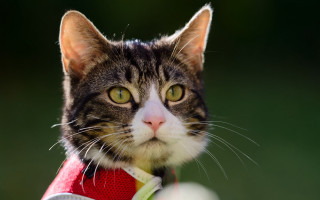 Black cat green eye whiskers - new objectivity free wallpaper