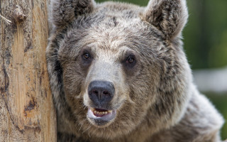 Brown bear smiling camera grass - the camera man free wallpaper