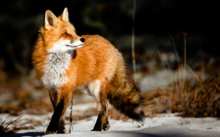 Red fox snow blurry background - a red fox free wallpaper