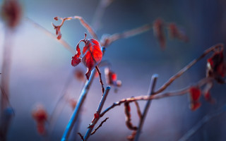 Red flower branch background shallow - other flower free wallpaper