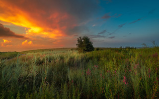 Field tree sunset clouds grass - a tree and a sunset in the background free wallpaper