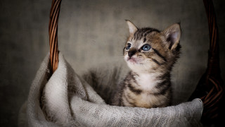 Kitten basket blanket blueeyes animalphotography - back free wallpaper