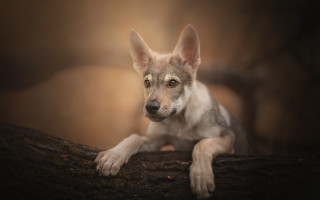 Dog sitting log woods sad - in the wood free wallpaper