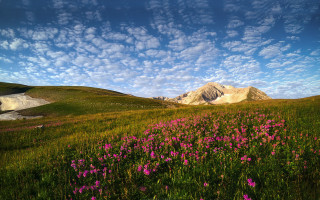 Flower field mountain clouds blue - white cloud free wallpaper for desktop