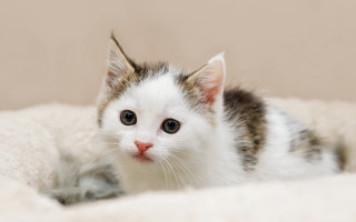 Small kitten sad look black - its face free wallpaper