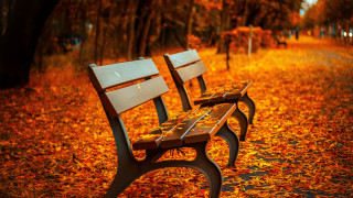 Park benches leaves fallen leaves - bench free wallpaper