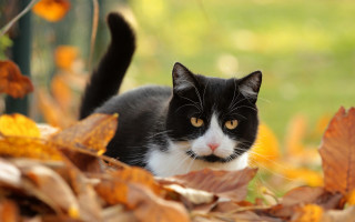 Black cat autumn leaves curious - a curious look free wallpaper