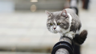 Cat railing macro bokeh shallow - the cat free wallpaper