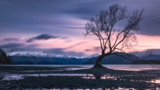 Tree lake mountains sunset pink - a pink sky free wallpaper for desktop