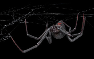 Large spider red eyes wires - alton tobey free wallpaper