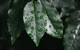 Green leaf water drops dark - white spot free wallpaper