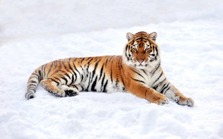 Snowy tiger puzzle animals mountain - a tiger free wallpaper