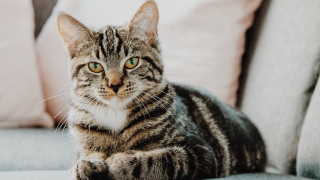 Black cat blue eyes pink - a white stripe free wallpaper