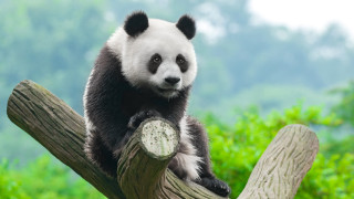 Panda sitting on branch forest - a tree branch in a forest free wallpaper