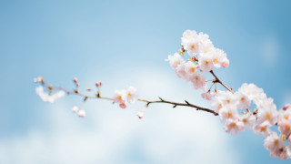 White flower branch blue sky 4 - bloom free wallpaper