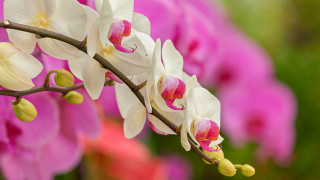 Cherry blossoms bokeh macro pink - and a blurry background free wallpaper