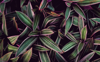 Closeup green purple plant macro - daniel lieske free wallpaper