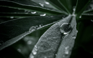 Leaf water droplets macro bubble - a close up of a leaf free wallpaper