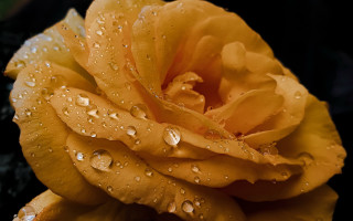 Yellow rose water droplets macro 5 - a yellow rose free wallpaper