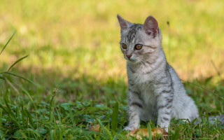 Kitten sad eyes grass outdoors - a small kitten free wallpaper