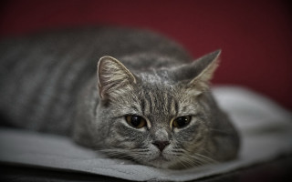 Sad cat blanket photorealistic blurry - a blanket free wallpaper