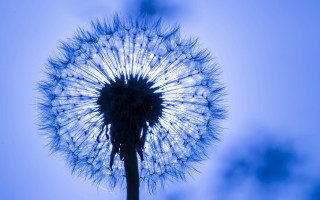 Dandelion blue sky light macro - a small amount of light free wallpaper