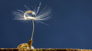 Dandelion wind sunny blue sky - a dandelion free wallpaper