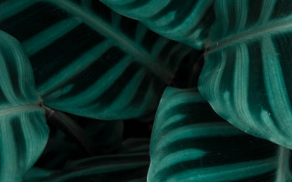 Green leaf macro naturalism white - a green leaf free wallpaper