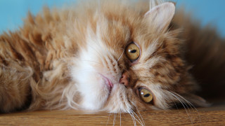 Cat funny look wooden floor - glamor pose free wallpaper