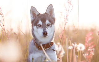 Husky dog tall grass flowers - husky free wallpaper