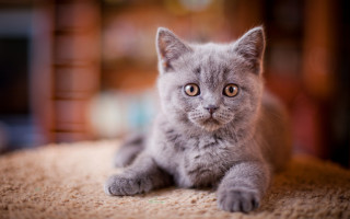 Curious gray kitten carpeted floor - grey background free wallpaper for desktop