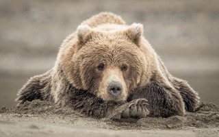 Brown bear beach water sand - sandy free wallpaper