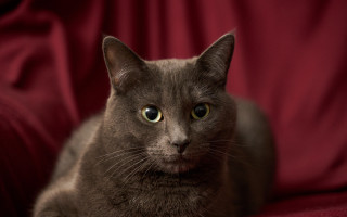 Cat red couch green eyes 2 - duccio free wallpaper