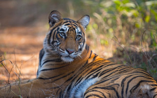 Tiger laying in grass autumn - bengal school of art free wallpaper