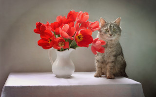 Cat vase red flowers table - a cat sitting next free wallpaper