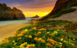 Beach flowers rocks sunset nature - a sunset in the distance free wallpaper for desktop