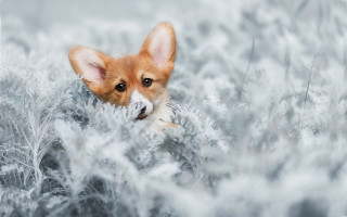 Small dog peeking winter grass - a small dog free wallpaper