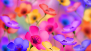 Colorful flowers field blurry background - colorful flower free wallpaper