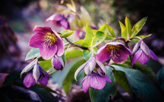 Flower butterfly lily hydrangea pink - a close up of a flower free wallpaper
