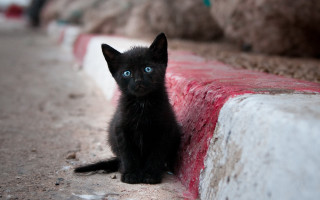 Black kitten blue eye gothic - a red stripe free wallpaper