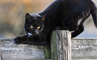 Black cat wooden fence yellow - a yellow eye free wallpaper